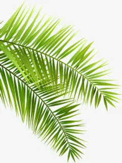夏日元素芭蕉叶免抠 夏日元素芭蕉叶免抠