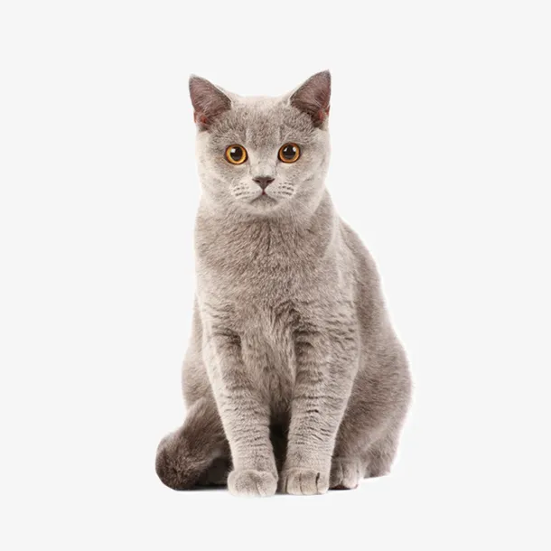 猫咪实物图免抠