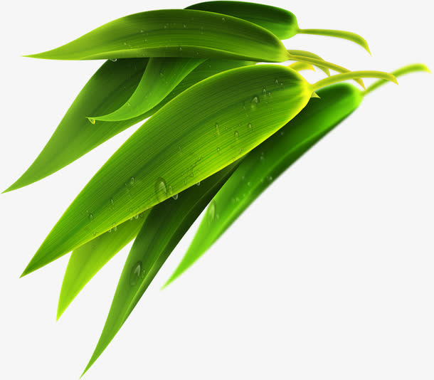 淘宝端午节绿色芦苇叶子免抠