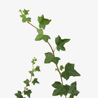 绿色植物素材免抠