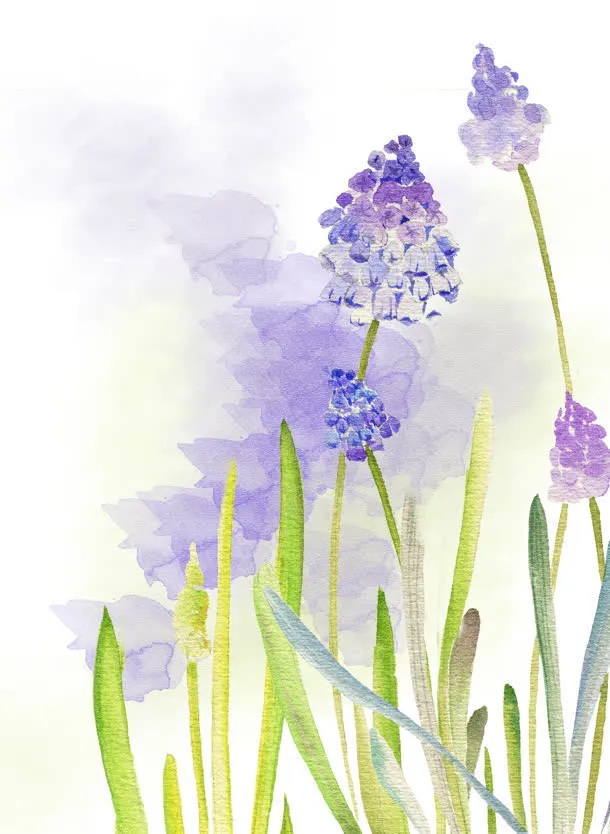 紫色水彩风信子花朵免抠