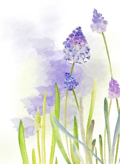 紫色水彩风信子花朵免抠