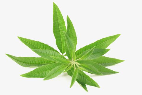 马鞭草免费下载免抠