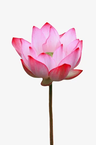 红色纯洁的可见绿色莲蓬的水芙蓉免抠