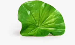 中秋节绿色荷叶首页免抠