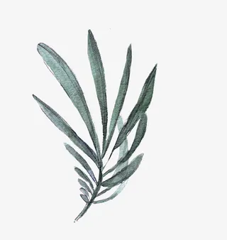 绿色花卉叶子手绘创意免抠