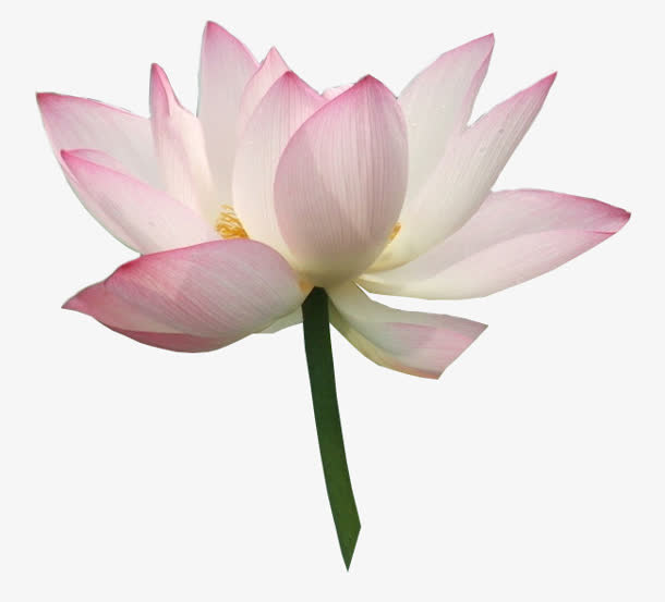 红色花瓣荷花素材免抠