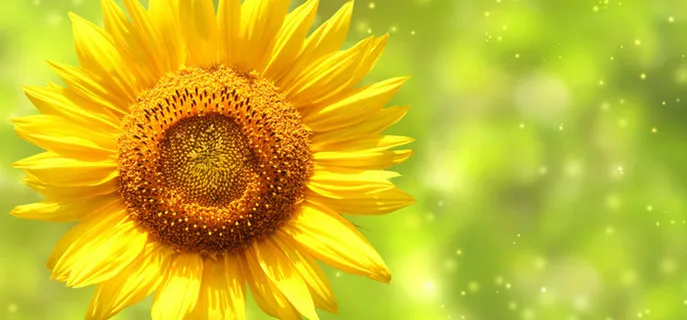 向日葵清新背景高清