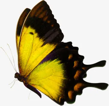 黄色精美手绘蝴蝶春天免抠装饰动物元素