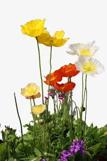 盛开的野花免抠