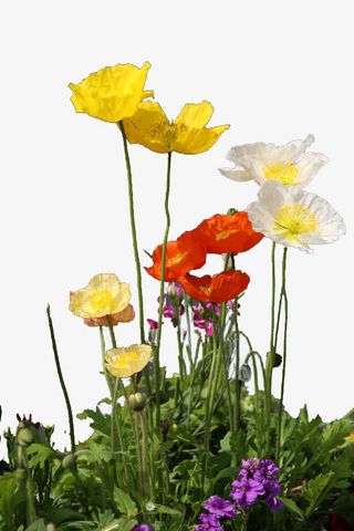 盛开的野花免抠