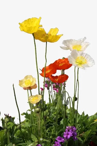 盛开的野花免抠