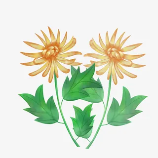 免扣唯美菊花元素盛开免抠