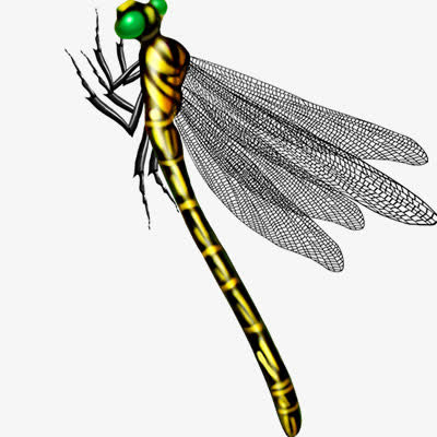 装饰图案 蜻蜓免抠