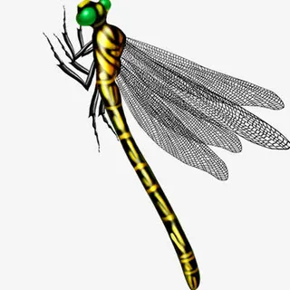 装饰图案 蜻蜓免抠