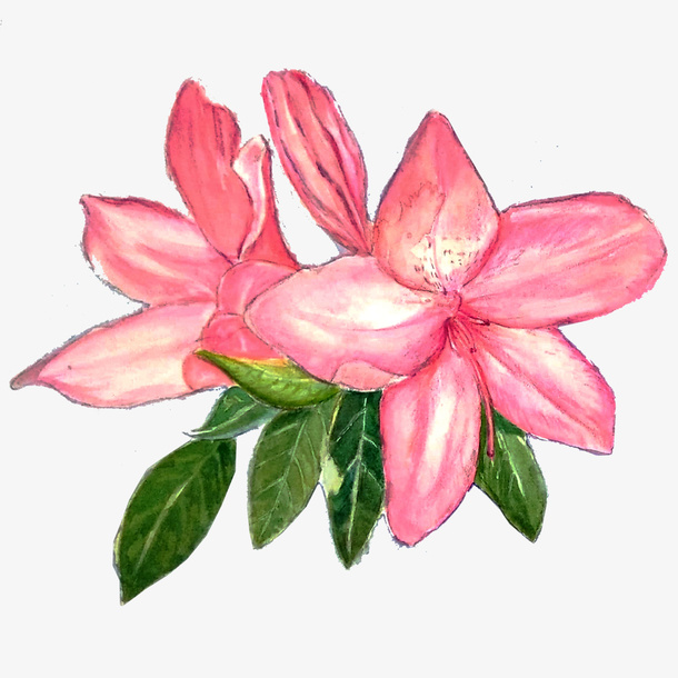 粉色手绘的杜鹃花免抠