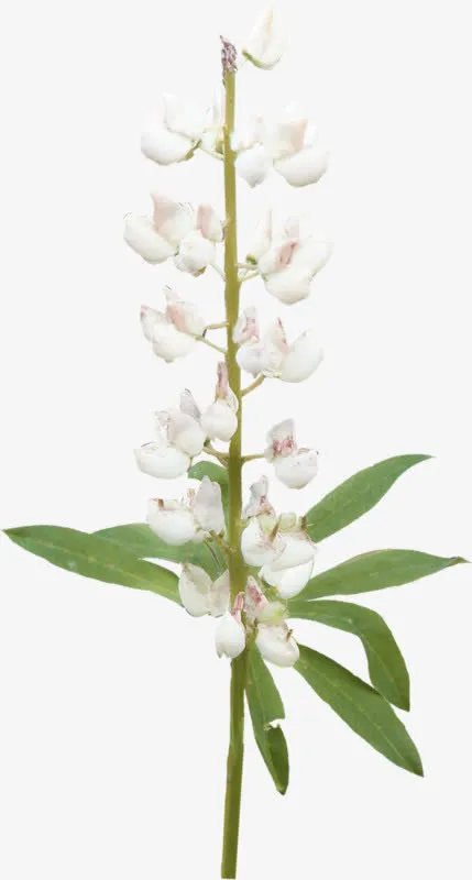 白色兰花免抠