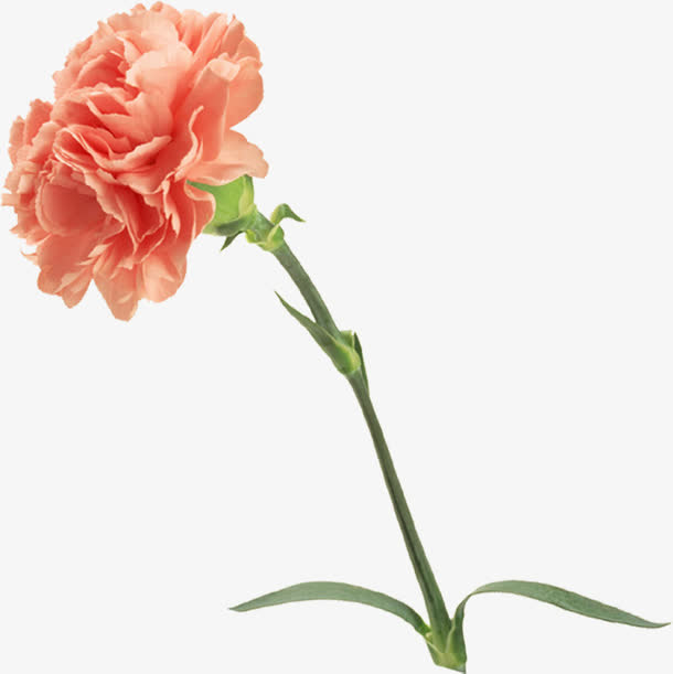 黄色母亲节春季花朵免抠