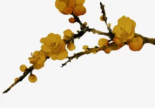 彩绘黄色桃花装饰免抠