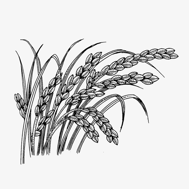 小麦线稿图免抠