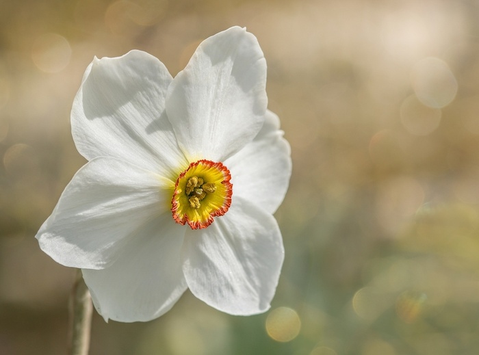 室外水仙花一支白花高清