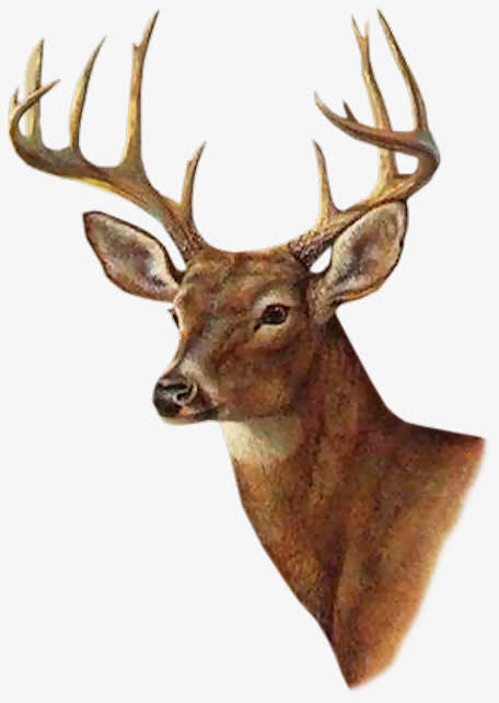 麋鹿写实素材免抠