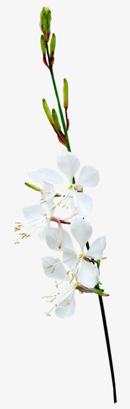 花枝花草白花绿树枝免抠