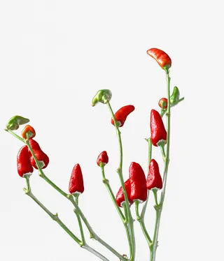 红辣椒朝天椒免抠