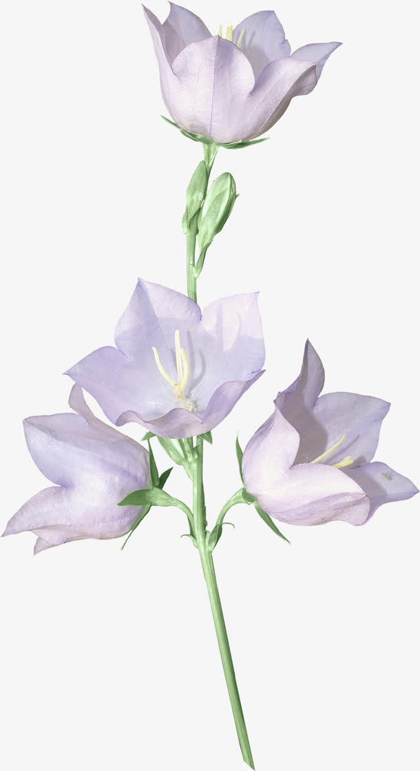 漂浮花朵免抠