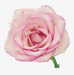 鲜花花卉鲜花矢量素材免抠