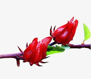 树枝上的洛神花图片素材免抠