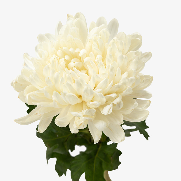 白色菊花素材抠图免抠