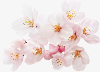 高清粉色樱花免抠