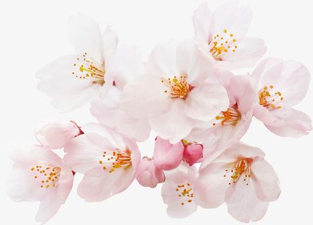高清粉色樱花免抠 高清粉色樱花免抠