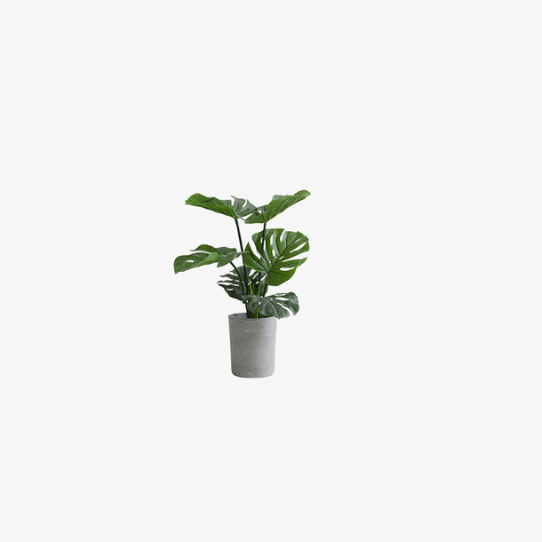 植物 PNG免扣素材免抠