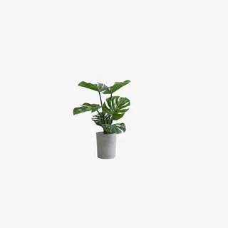 植物 PNG免扣素材免抠