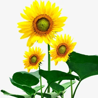 向日葵的季节免抠