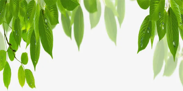 城市绿色建设有水滴的叶子免抠