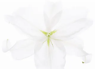 白色花朵花瓣绿叶免抠