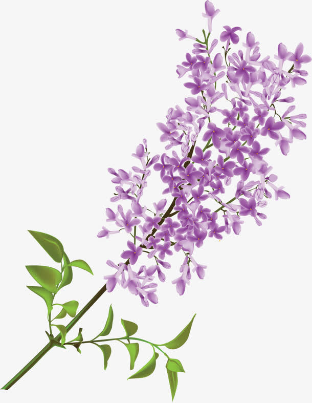 紫色丁香花手绘画免抠