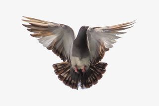 展翅飞翔的鸽子图片免抠
