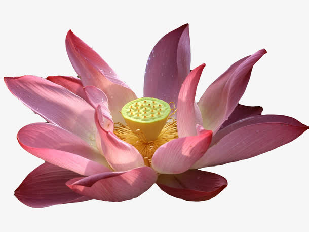 荷花免抠