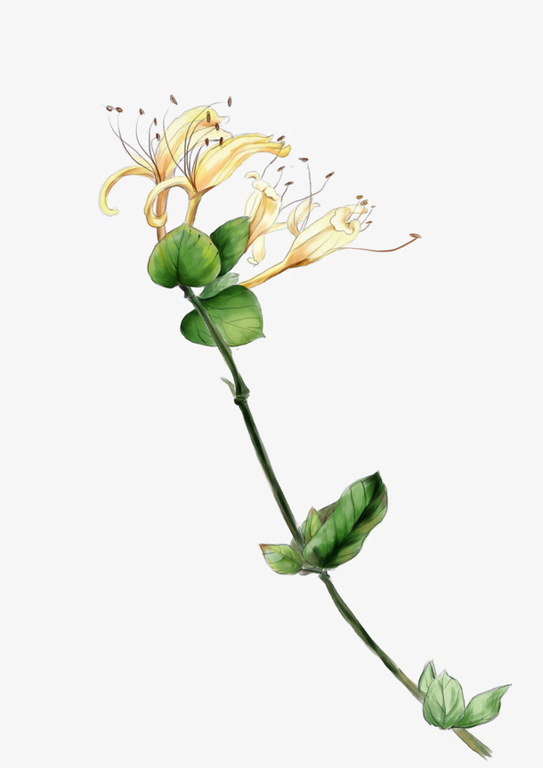 卡通鲜花免抠