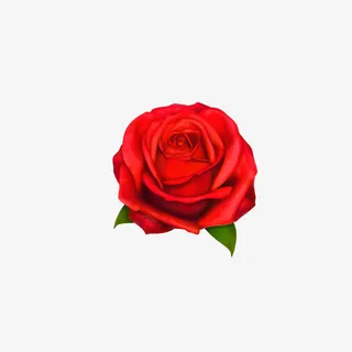 矢量手绘红色爱情玫瑰免抠