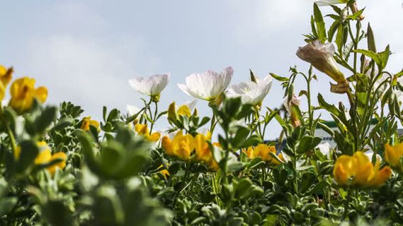 田野花海绿叶骄阳免抠 田野花海绿叶骄阳免抠