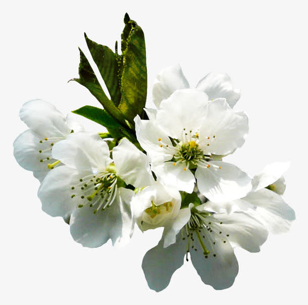 樱花免抠