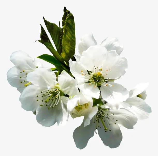 樱花免抠
