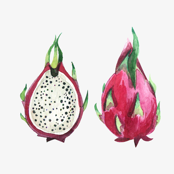 水彩绘火龙果矢量图免抠