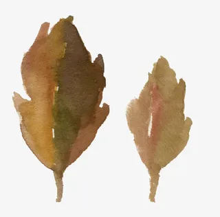 手绘水彩树叶免抠