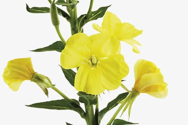 月见草花草图片素材免抠